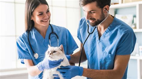 Animal medical care - 